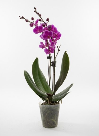 Фаленопсис розовый д.9