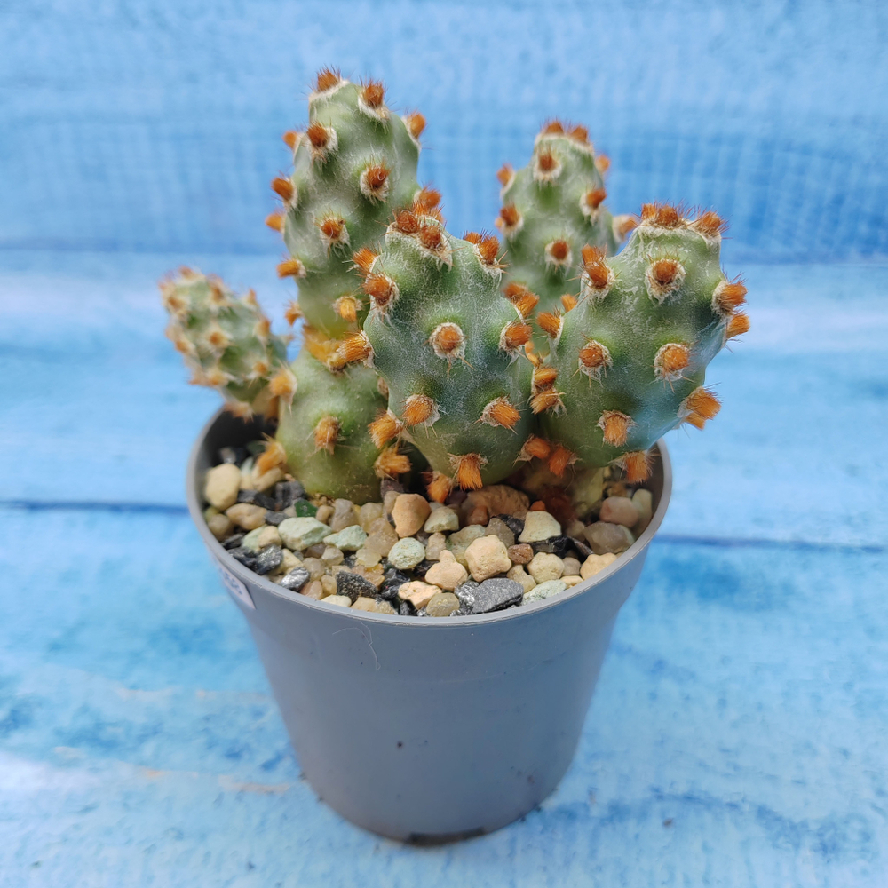 Tephrocactus Molinensis Red Glochids (Тефрокактус)