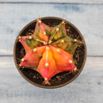 Gymnocalycium Variegata (Гимнокалициум Вариегатный)