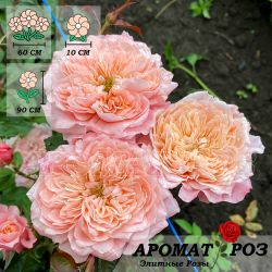 Микото (Mikoto)