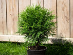 Туя западная «Globosa»