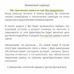 Малина крупноплодная Патриция