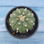 Astrophytum Asterias (Астрофитум)
