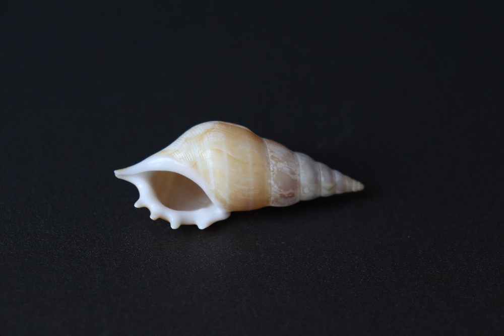 Ракушка тибия деликатула (Rostellariella delicatula)