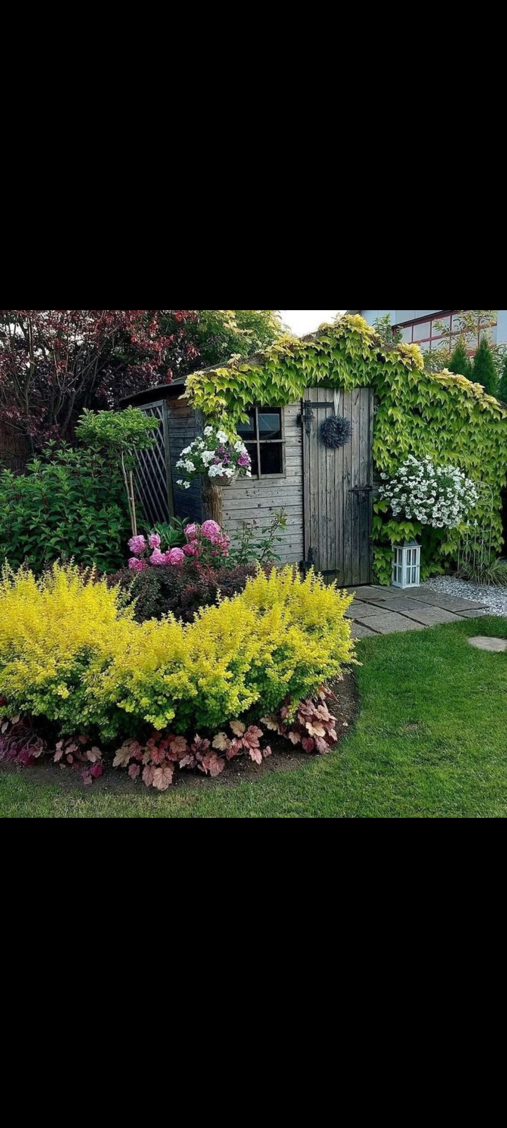 Саженцы декоративных растений