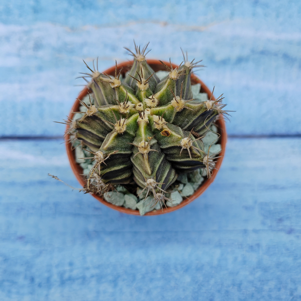 Gymnocalycium Friedrichii (Гимнокалициум)