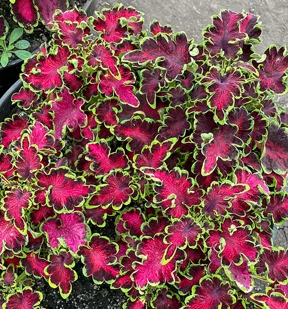 Набор колеусов 5 видов