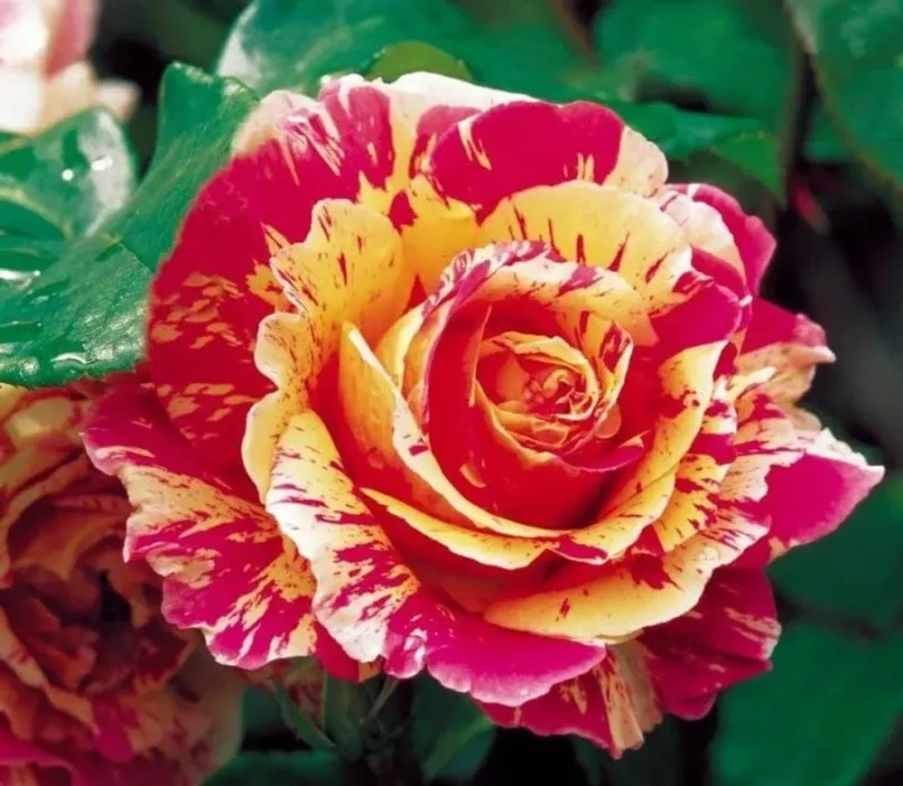 Роза Файер Крэк