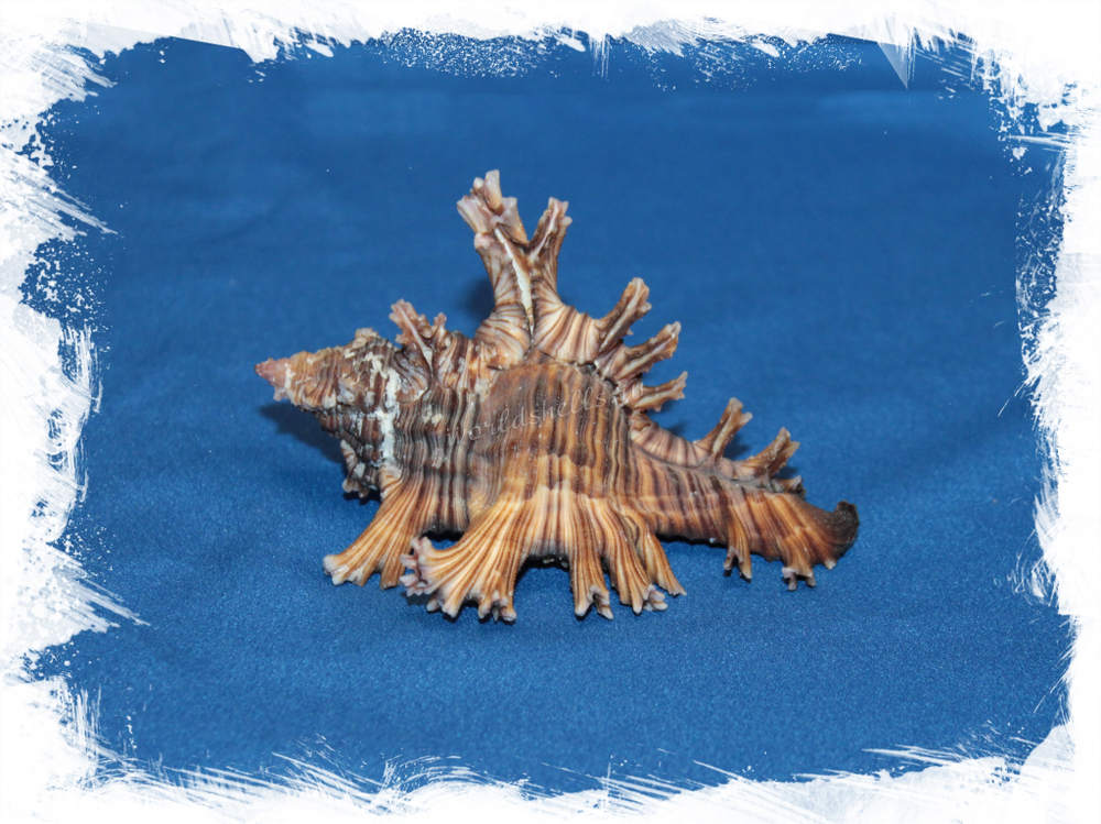 Мурекс пальмароза