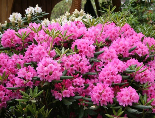 Рододендрон Гаага 7,5 л наличие