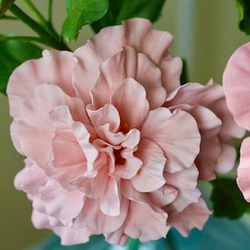 Вайнер для лепестка Гибискуса ClayCraft by DECO™