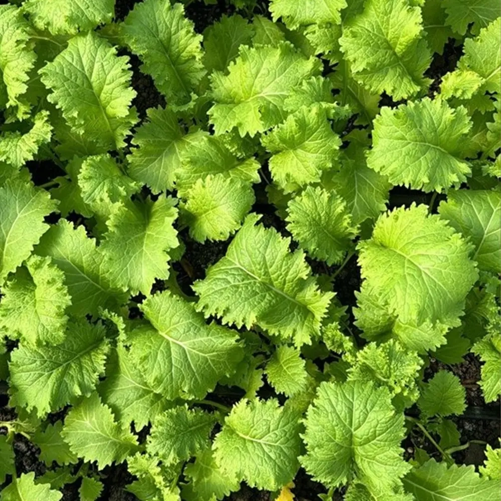 Горчица зеленая "О, Батат", 100 г