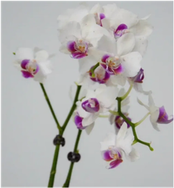 Фаленопсис белый д.9