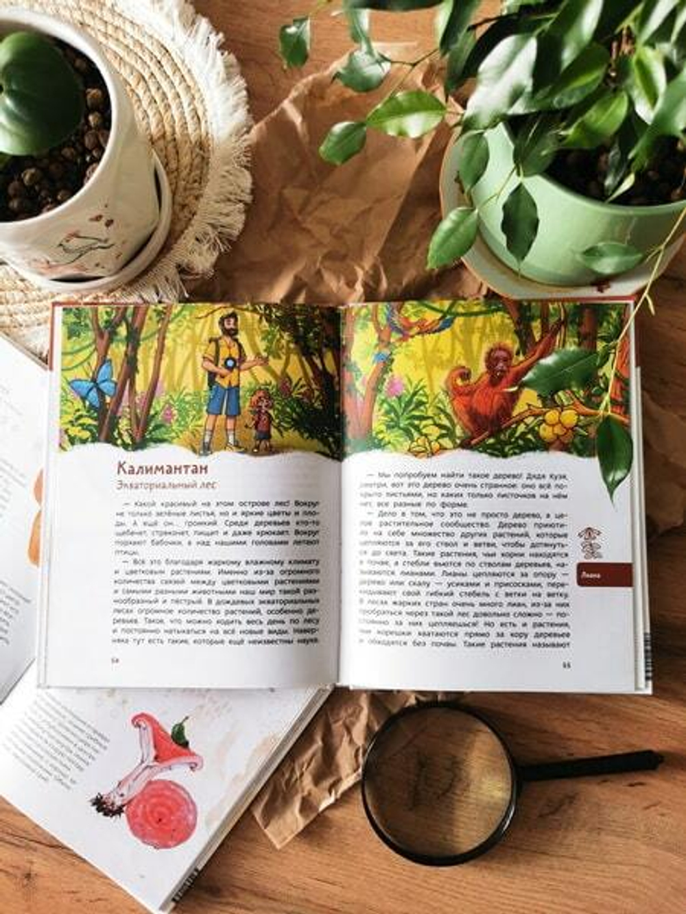 Растения и грибы. Детская энциклопедия (Чевостик)