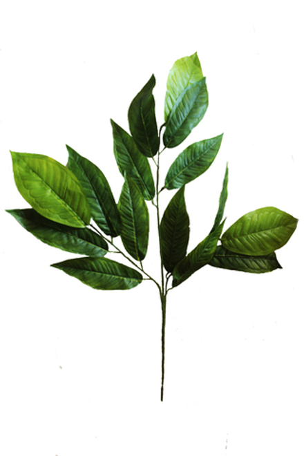 Лист манго крупный