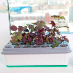 Чудо грядка