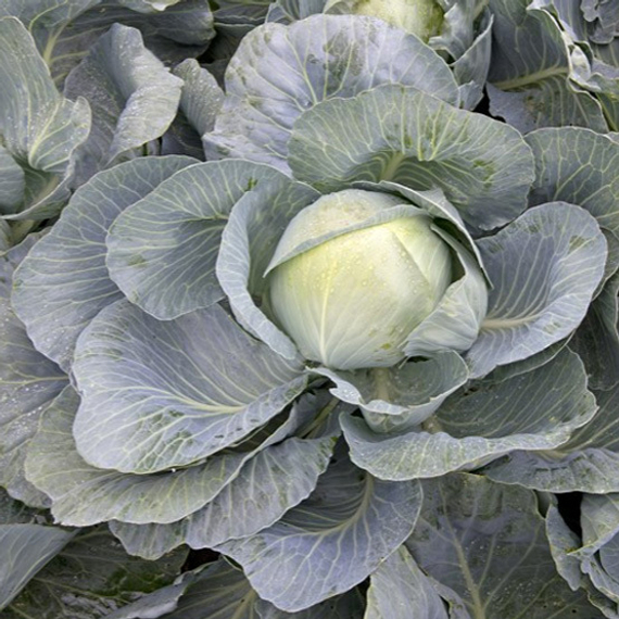 Короната F1 семена капусты белокочанной (Takii / Таки) – фото 5