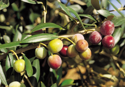 Оливковое масло Senorio de Jaime Rossell SUMMUM Extra Virgin 500ml Испания