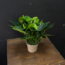 Антуриум зеленый мини