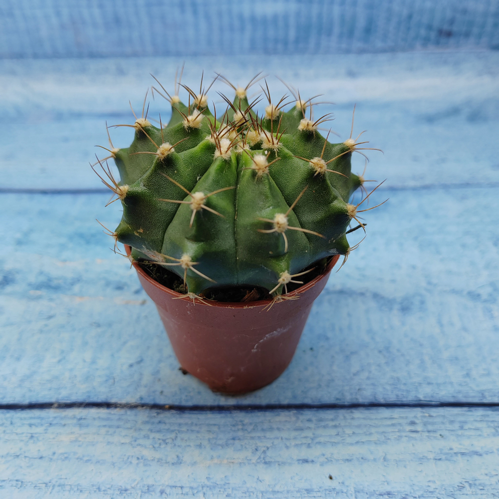 Gymnocalycium Friedrichii (Гимнокалициум)