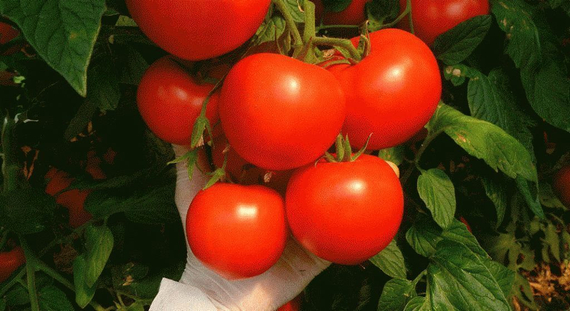 КОРВИНУС F1 семена томата Seminis купить – фото 10