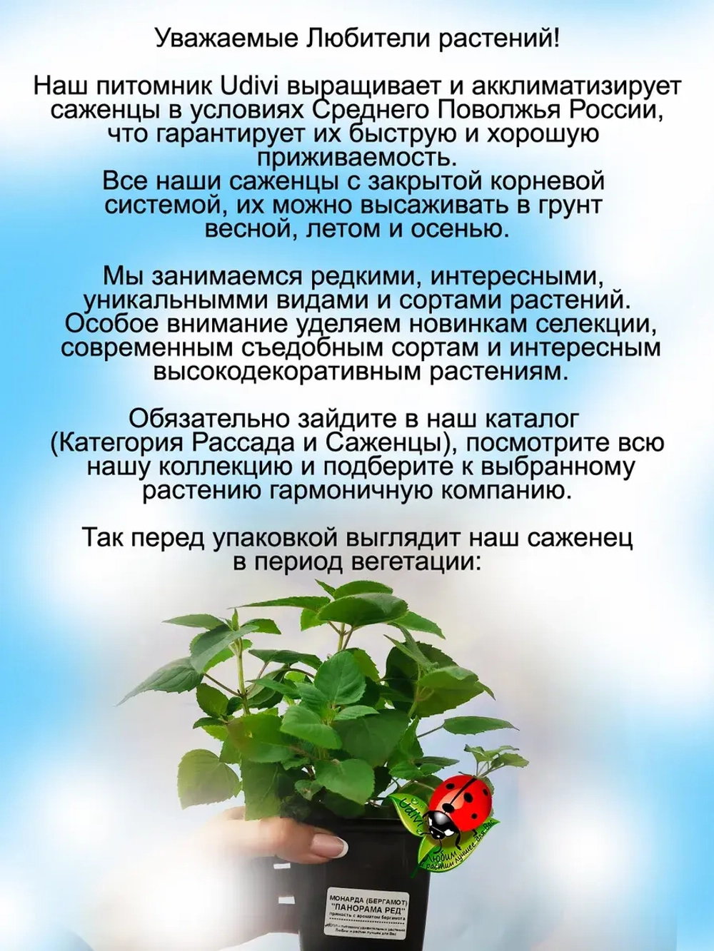 Монарда Панорама Ред Садовый бергамот