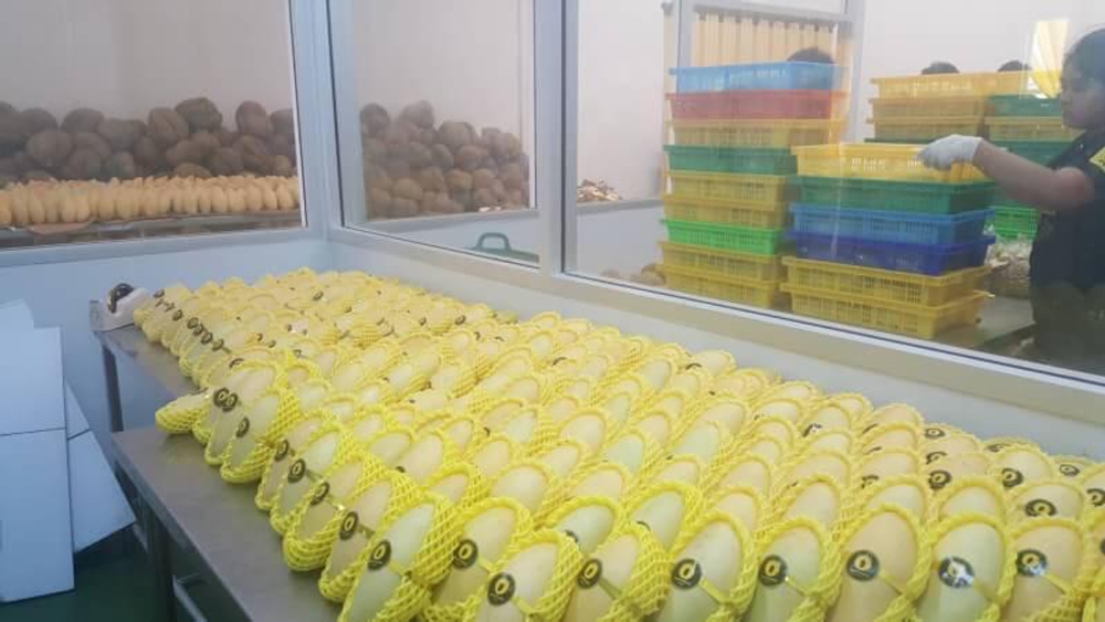 МАНГО- сорт "КЕЙТ" (ЕГИПЕТ)