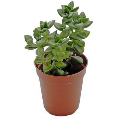 Купить живые суккуленты 🌵 Интернет-магазин суккулентов EnjoyPlants