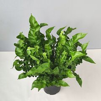 Асплениум Криспи Вейв