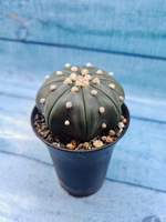 Astrophytum Asterias (Астрофитум)