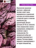 Гипоэстес сплеш Селект набор