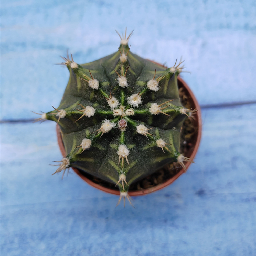 Gymnocalycium Friedrichii (Гимнокалициум)