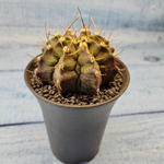 Gymnocalycium T-Rex hybride (Гимнокалициум T-rex)