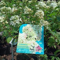 Гортензия "Petite Star"