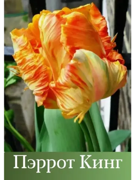 Тюльпаны Пэррот Кинг Попугайный 4 шт, набор луковиц