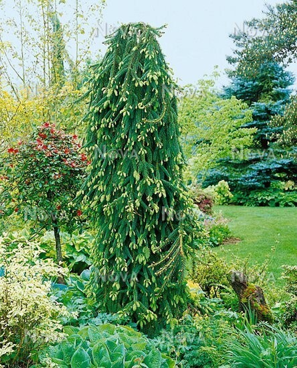 Ель обыкновенная Инверса 3года С3 штамб 100 см Закупка М62 апрель-май 2026