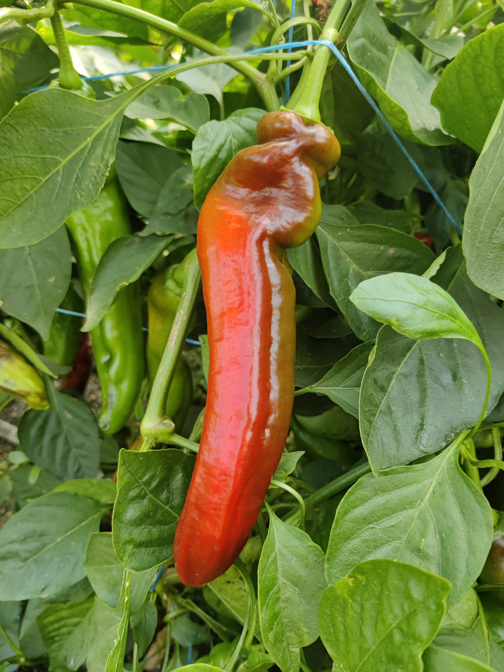 Веридор F1 семена перца ( Yuksel Tohum / )