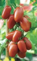 Семена Томат Слива чёрная 20 шт (УД) Е/П