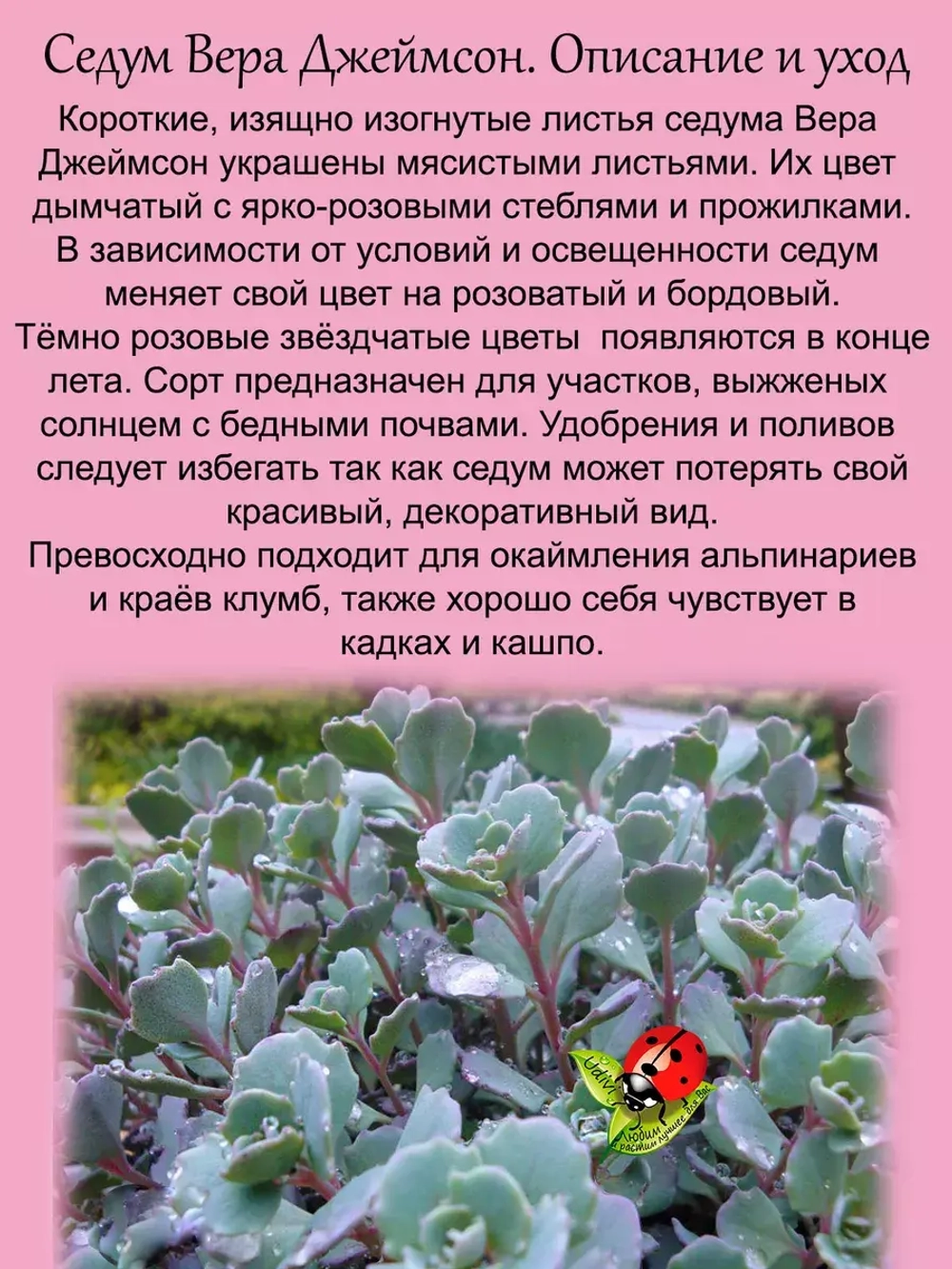 Седум Вера Джеймсон очиток многолетний