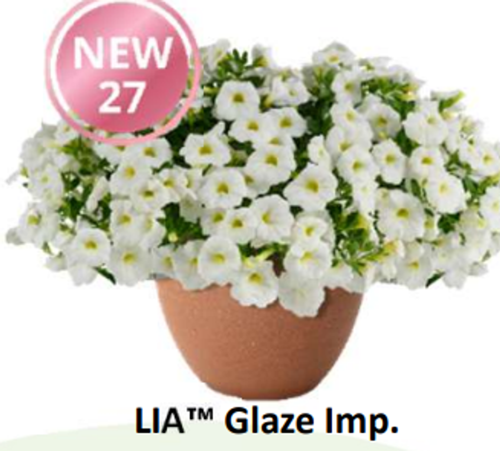 НОВИНКА 2027 ЕВРО Калибрахоа LIA Glaze Imp. укоренный черенок середина ноября поставка 1
