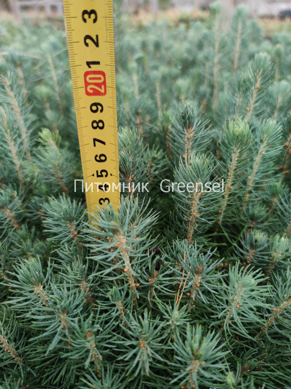 Ель голубая. Двухлетние сеянцы. Оптом от 50 штук.