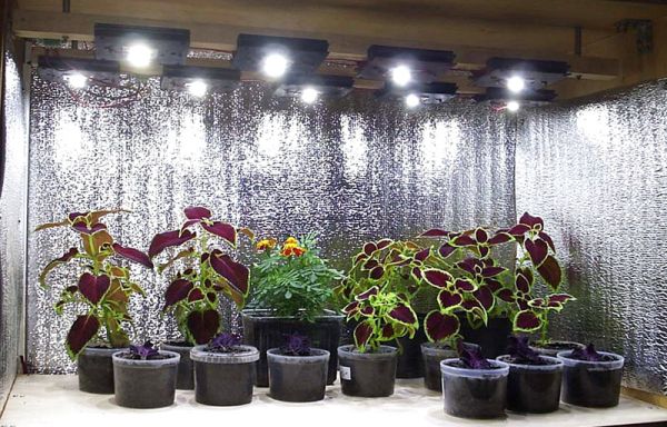 Экономия на лампах для рассады: как правильно использовать светоотражатели из фольги Экономия на лампах для рассады: как правильно использовать светоотражатели из фольги