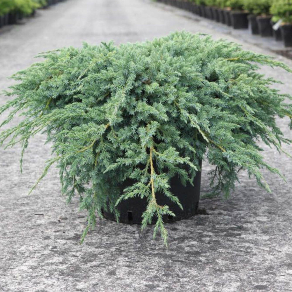 Можжевельник чешуйчатый Блю Карпет С7,5 30-50