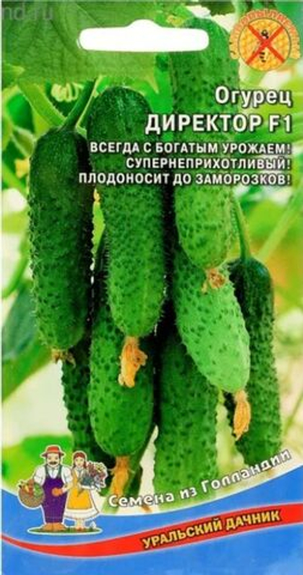Огурец Директор F1