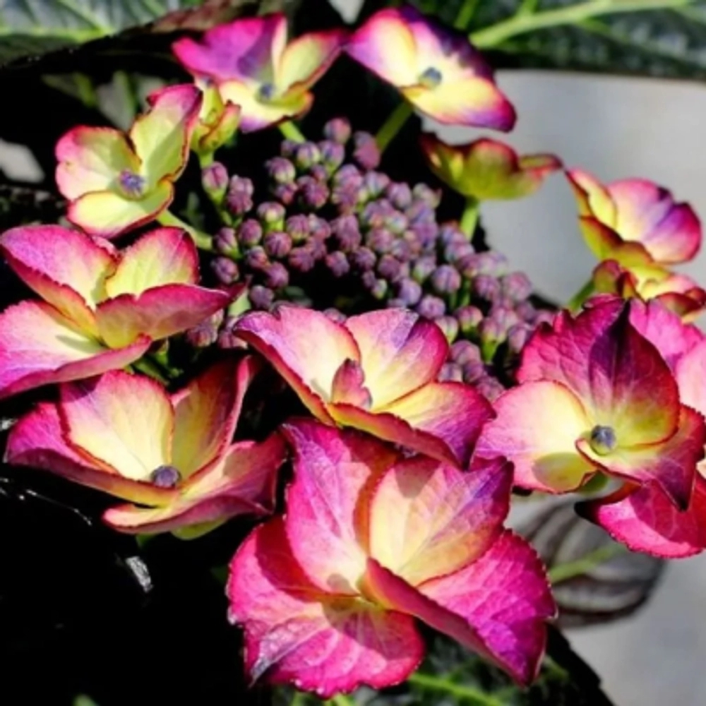 Black Diamond Red Angel Dark/ Ред Ангел Дарк (Стандарт поставки Р9)2025г.