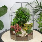 Готовый флорариум бонсай Мирсина Бонсариум