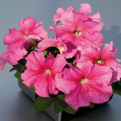 Петуния грандифлора Лимбо Джи Пи Роуз Вейнед (50др) Витагрин Профи