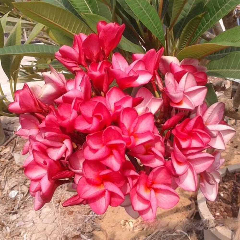 Плюмерия POUNG ROI