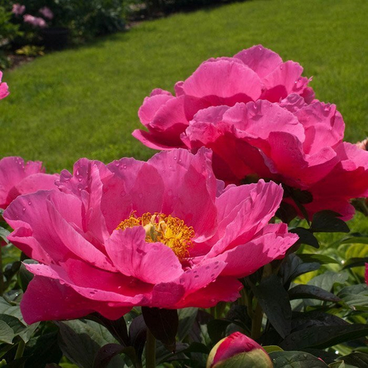 Пион Паула Фей 3-5 почек Закупка М81 октябрь 2026