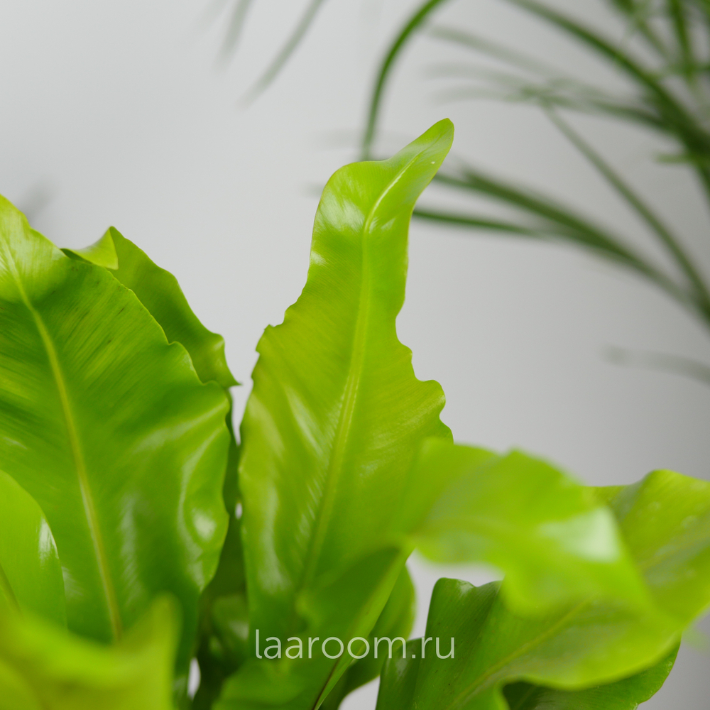 Асплениум Антикум 12/25